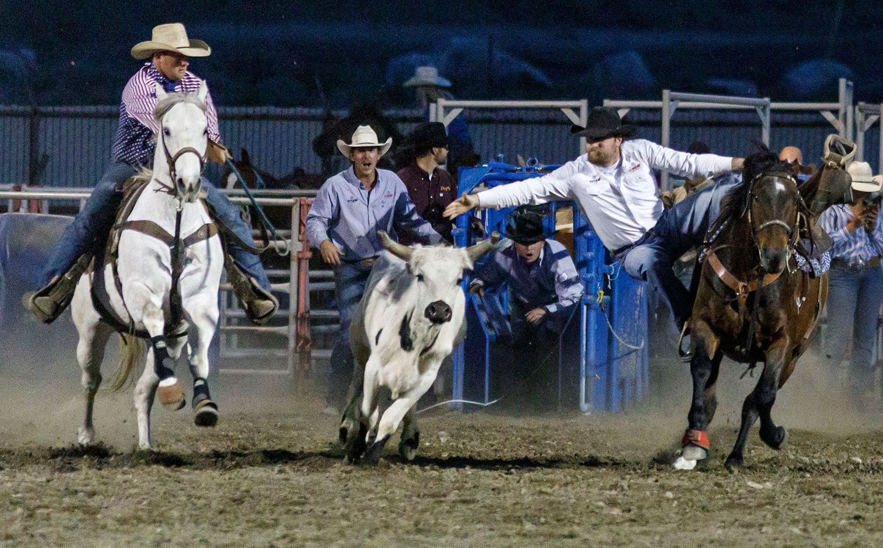 Steers